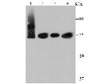 IKK epsilon Antibody in Western Blot (WB)