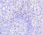 SAMHD1 Antibody in Immunohistochemistry (Paraffin) (IHC (P))