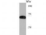 SAMHD1 Antibody in Western Blot (WB)
