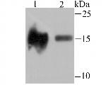 H3K14ac Antibody in Western Blot (WB)