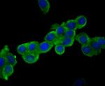 USP14 Antibody in Immunocytochemistry (ICC/IF)