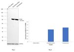 B-Raf Antibody in Western Blot (WB)