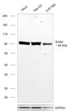 B-Raf Antibody in Western Blot (WB)