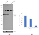 PRMT5 Antibody in Western Blot (WB)