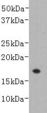 TNF beta Antibody in Western Blot (WB)