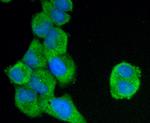 C19orf35 Antibody in Immunocytochemistry (ICC/IF)