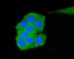 C19orf35 Antibody in Immunocytochemistry (ICC/IF)