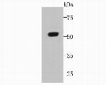 C19orf35 Antibody in Western Blot (WB)