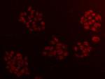 CCDC111 Antibody in Immunocytochemistry (ICC/IF)