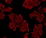 NFkB p50/p105 Antibody in Immunocytochemistry (ICC/IF)