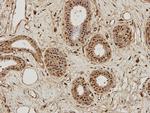 NFkB p50/p105 Antibody in Immunohistochemistry (Paraffin) (IHC (P))