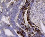 ALDH2 Antibody in Immunohistochemistry (Paraffin) (IHC (P))