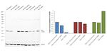 RAC1 Antibody in Western Blot (WB)