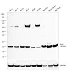 RAC1 Antibody in Western Blot (WB)