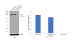 CHD4 Antibody in Western Blot (WB)