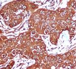 AMPK beta-1 Antibody in Immunohistochemistry (Paraffin) (IHC (P))