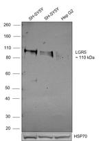 LGR5 Antibody in Western Blot (WB)