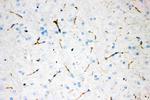 Tyrosine Hydroxylase Antibody in Immunohistochemistry (Paraffin) (IHC (P))