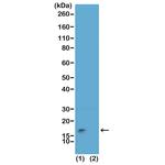 H3K9me3S10ph Antibody in Western Blot (WB)