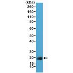 Caveolin 1 Antibody in Western Blot (WB)