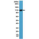 PSMA Antibody in Western Blot (WB)