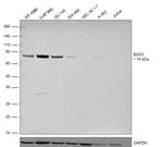 BAG3 Antibody