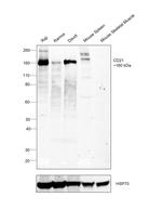 CD21 Antibody in Western Blot (WB)