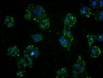 GST Omega 1 140A Antibody in Immunocytochemistry (ICC/IF)