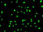 H3K18me1 Antibody in Immunocytochemistry (ICC/IF)