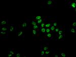 hnRNP C Antibody in Immunocytochemistry (ICC/IF)