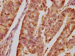 HSP90 alpha Antibody in Immunohistochemistry (Paraffin) (IHC (P))