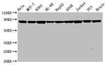 HSP90 alpha Antibody in Western Blot (WB)