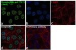 Phospho-RNA pol II CTD (Ser5) Antibody in Immunocytochemistry (ICC/IF)