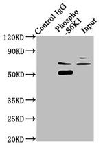 Phospho-p70 S6 Kinase (Thr421, Ser424) Antibody in Western Blot (WB)