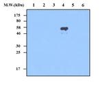 PRDX4 Antibody in Western Blot (WB)