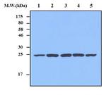 PRDX4 Antibody in Western Blot (WB)