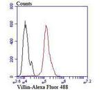 Villin Antibody in Flow Cytometry (Flow)