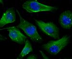 CAS Antibody in Immunocytochemistry (ICC/IF)