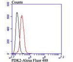 PDK2 Antibody in Flow Cytometry (Flow)
