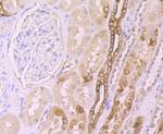 FZD8 Antibody in Immunohistochemistry (Paraffin) (IHC (P))