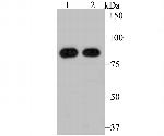 RRM1 Antibody in Western Blot (WB)