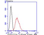 Flotillin 1 Antibody in Flow Cytometry (Flow)