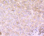 Flotillin 1 Antibody in Immunohistochemistry (Paraffin) (IHC (P))