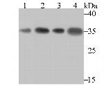 SNRPA Antibody in Western Blot (WB)