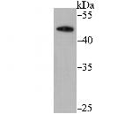 DEK Antibody in Western Blot (WB)