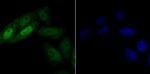 HnRNP Q Antibody in Immunocytochemistry (ICC/IF)