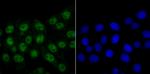 HnRNP Q Antibody in Immunocytochemistry (ICC/IF)