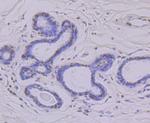 HnRNP Q Antibody in Immunohistochemistry (Paraffin) (IHC (P))