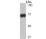 HnRNP Q Antibody in Western Blot (WB)