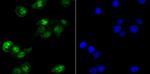 HIF1AN Antibody in Immunocytochemistry (ICC/IF)